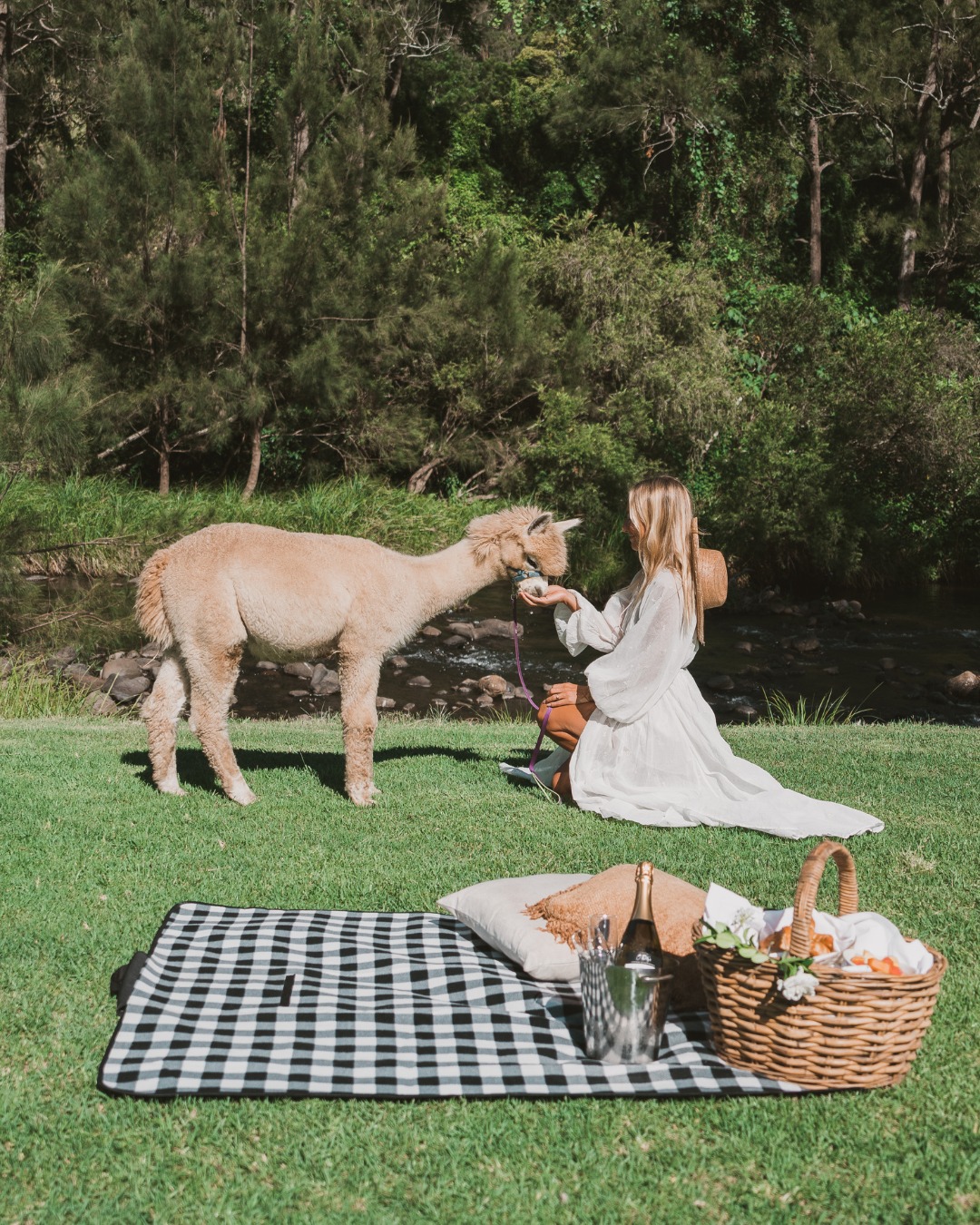 Alpaca Picnic